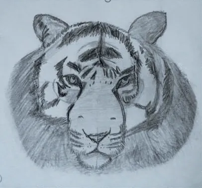 A tiger's face in grey