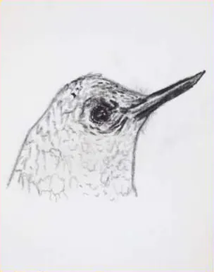 A hummingbird's head in grey