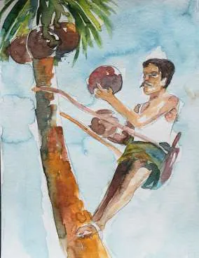 A man climbing a coconut palm, passing coconuts down