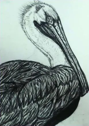 A pelican’s head and shoulders in charcoal, its long beak and feathers hatched in dark strokes