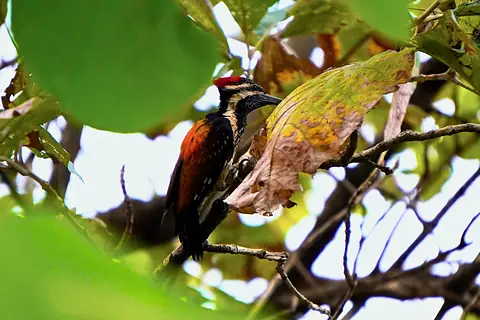 A red-crested bird among broad green leaves