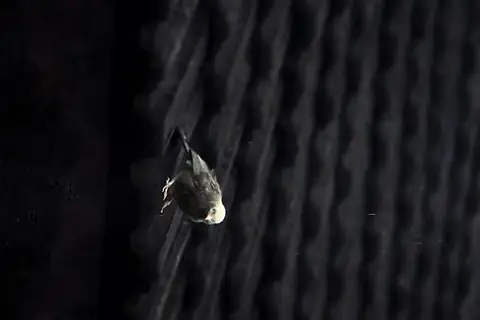 A small pale-headed bird against a dark background