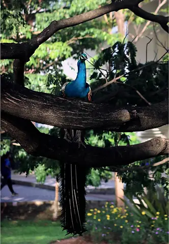 A bird perched in the limbs of a broad tree