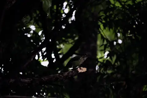 A bird on a branch in deep shade