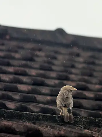 A small bird perched on roof tiles