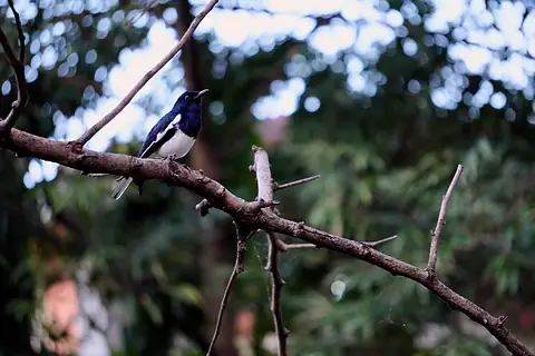 A black and white bird on a bare branch