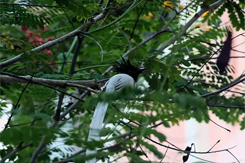 A black and white bird with a long tail in green foliage