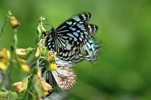 A blue and black butterfly on small flowers
