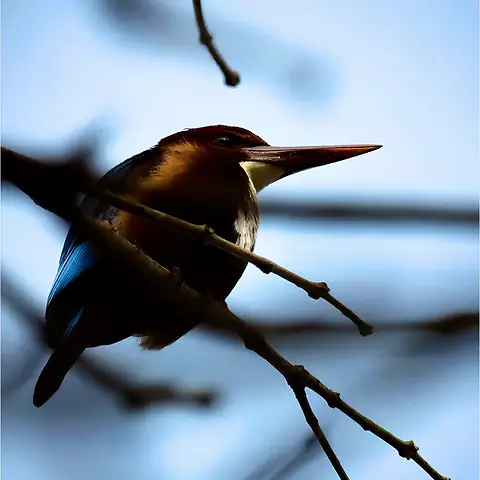 A brown bird on a bare branch against the sky