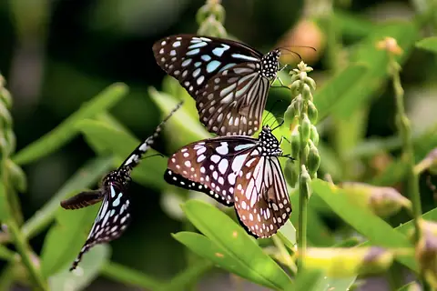 Several butterflies gathering on a leafy stem