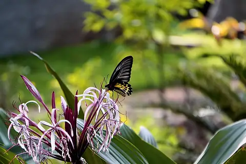 A black and yellow butterfly on pale purple flowers