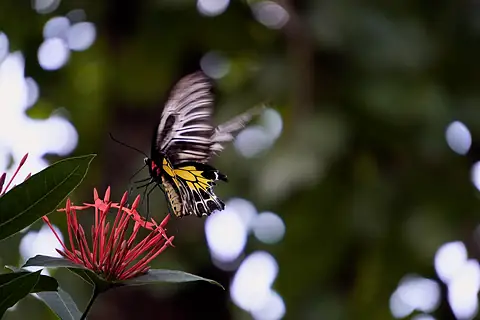 A butterfly approaching red flowers