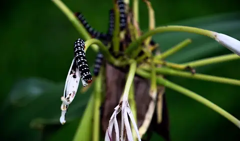A butterfly on slender white flowers
