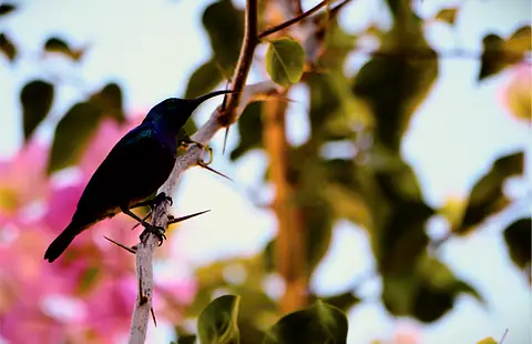 A colorful bird perched among sunlit leaves
