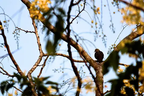 A dove perched among yellow flowers and branches