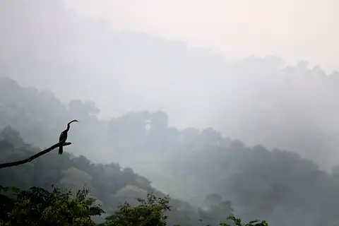A long-necked bird on a branch against misty hills