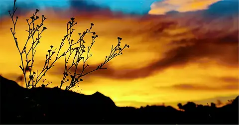 Silhouetted stems against a vivid orange sunset