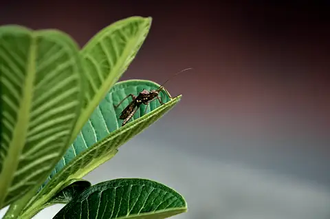 A grasshopper on a broad green leaf