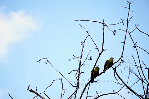 Two green birds on a bare branch against the sky