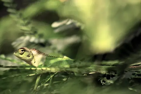 A green lizard in the grass
