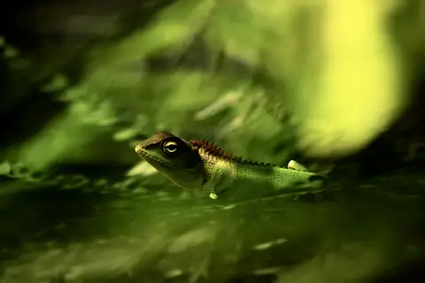 A green lizard partly hidden beneath leaves