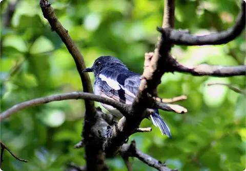 A grey-blue bird perched on a branch