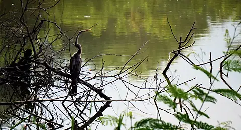 A long-necked bird perched above green water