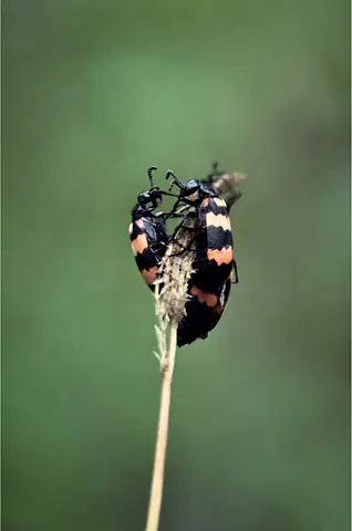 A small insect clinging to a stem against green