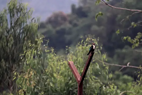 A kingfisher perched on a post with trees behind