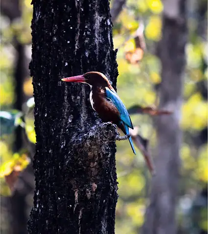 A kingfisher against the dark bark of a tree