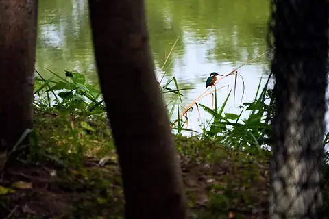 A kingfisher by the water, framed by tree trunks
