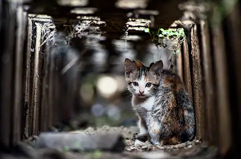 A kitten looking out from a sheltered ledge