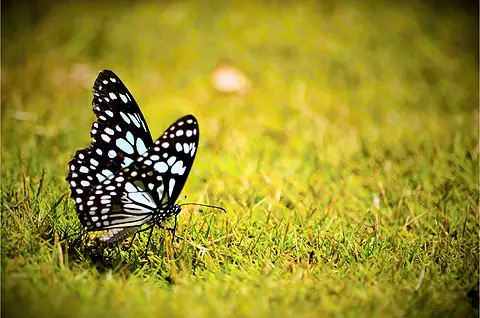 A black and white butterfly resting in sunlit grass