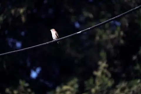 A small pale bird perched on a wire at dusk