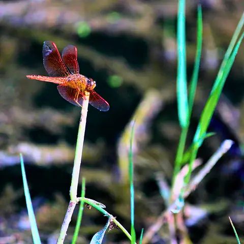 A red dragonfly resting on a thin stem