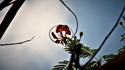 A red flower silhouetted against the sky