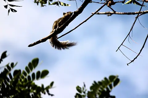 A squirrel perched on a branch against blue sky