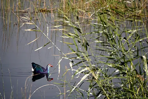 A colorful waterbird lifting from the reeds