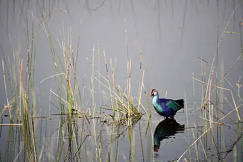 A colorful waterbird among tall reeds