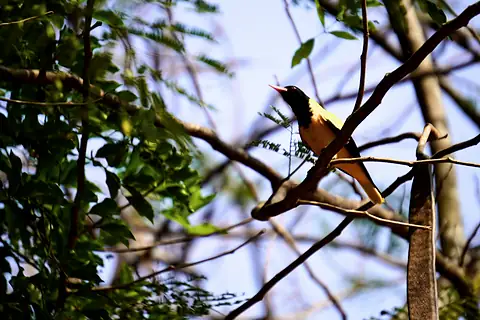 A yellow-bellied bird perched among branches