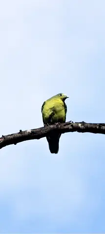 A small yellow bird against blue sky