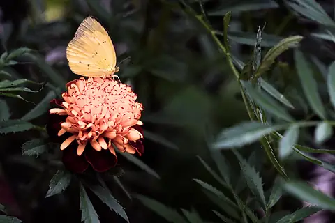 A yellow butterfly on an orange flower