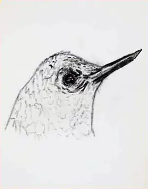 A hummingbird's head in grey
The Crossroads, Issue 23 · April 2025