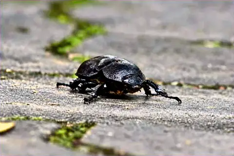 Photograph of a dark beetle crossing a paving stone
The Crossroads, Issue 33 · October 2026