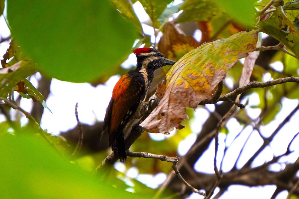 A red-crested bird among broad green leaves