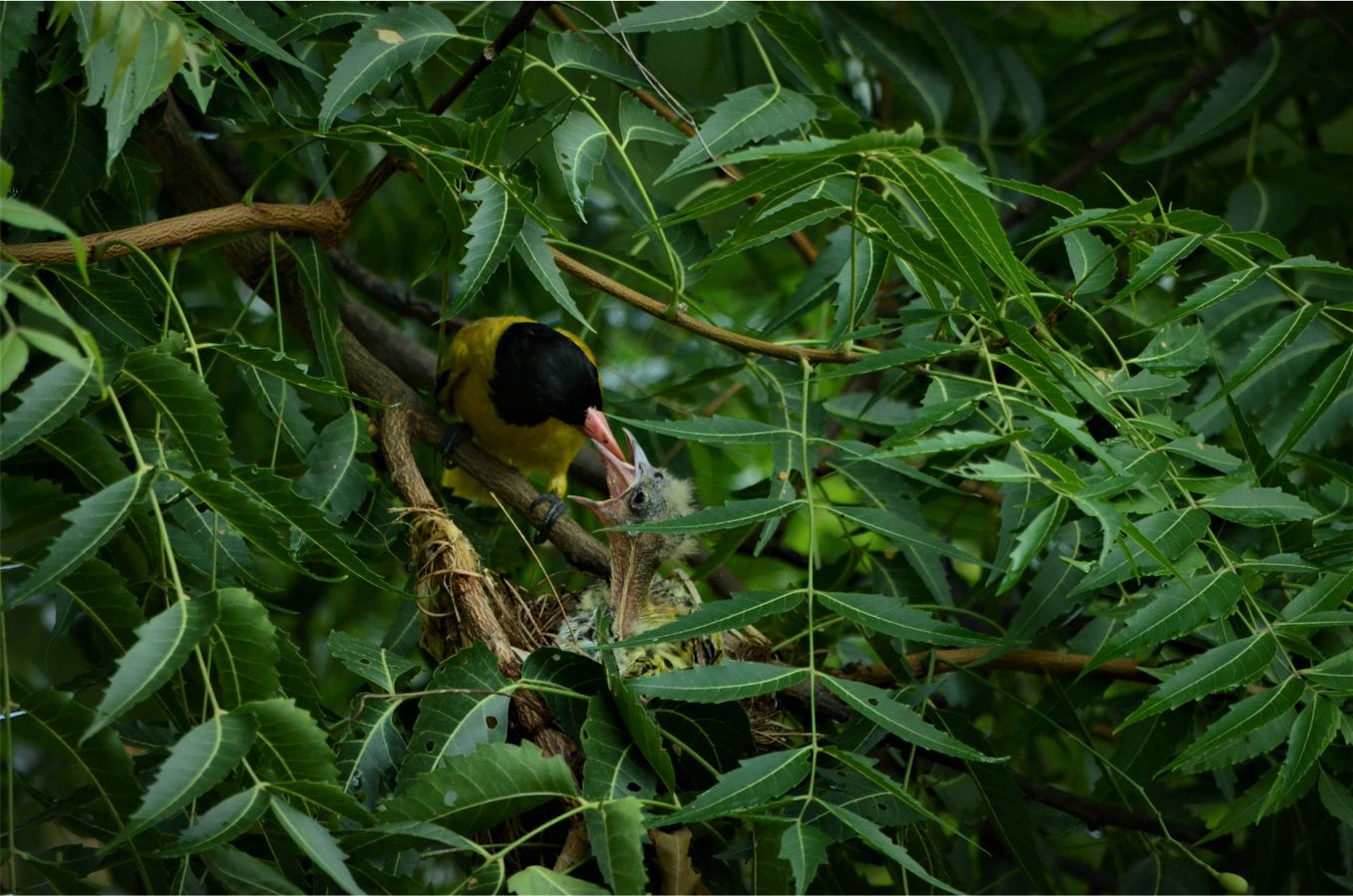 A small bird partly hidden in dense foliage