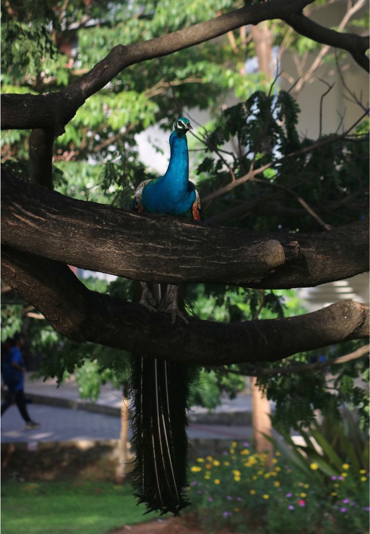 A bird perched in the limbs of a broad tree