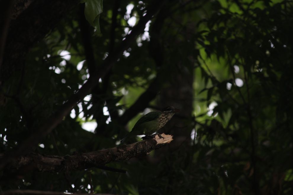 A bird on a branch in deep shade