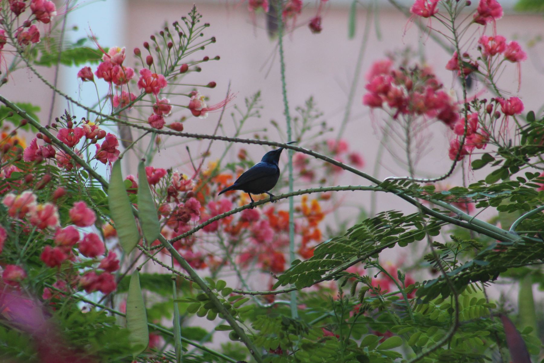 A small dark bird amid pink blossoms