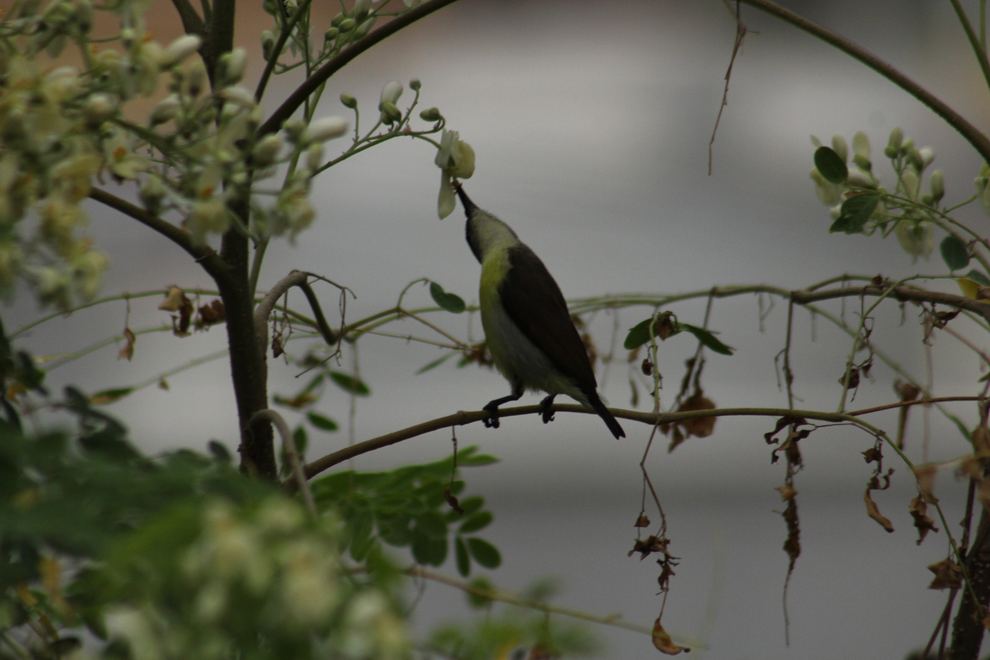 A small bird reaching into white blossoms